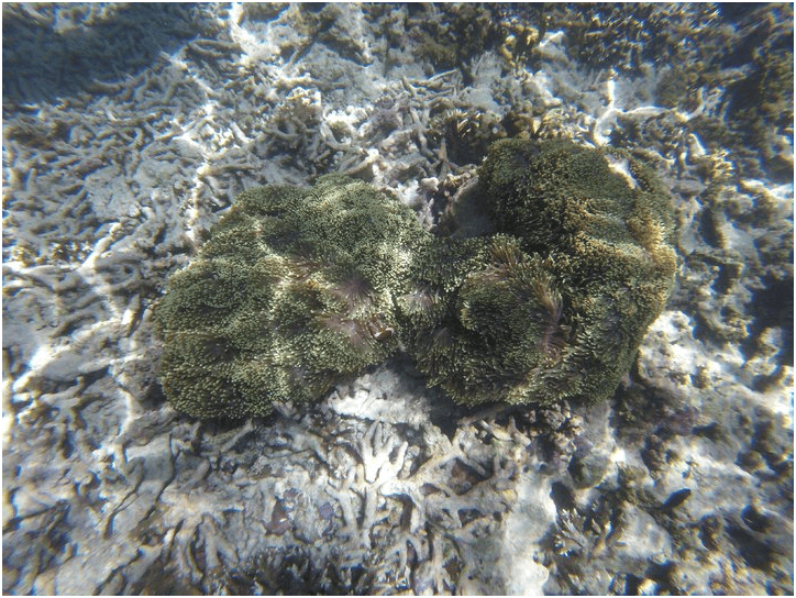 [旅] 沙巴汶萊五天-陽光沙灘沒有比基尼 沙巴sabah自助 自由行