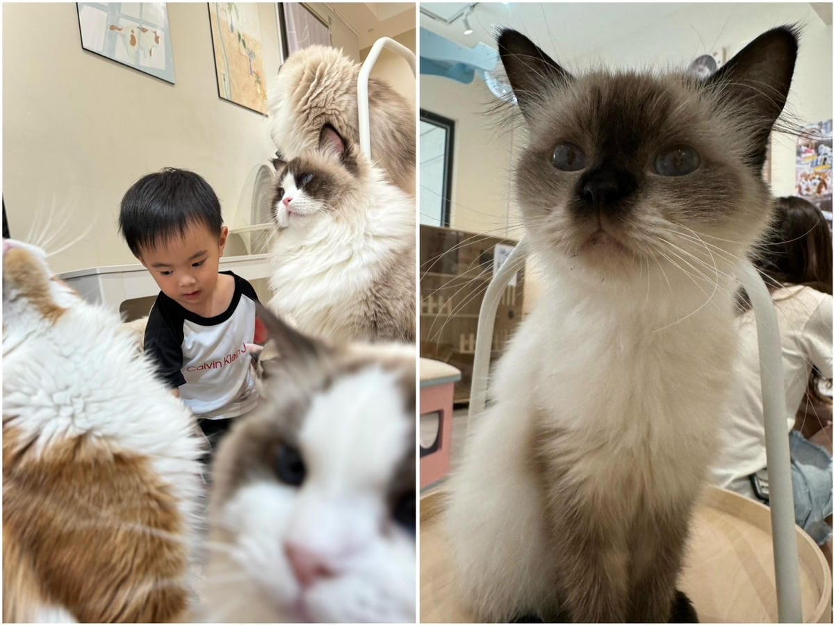 [旅] 被布偶貓圍繞的療癒咖啡廳 - Queena Cat 