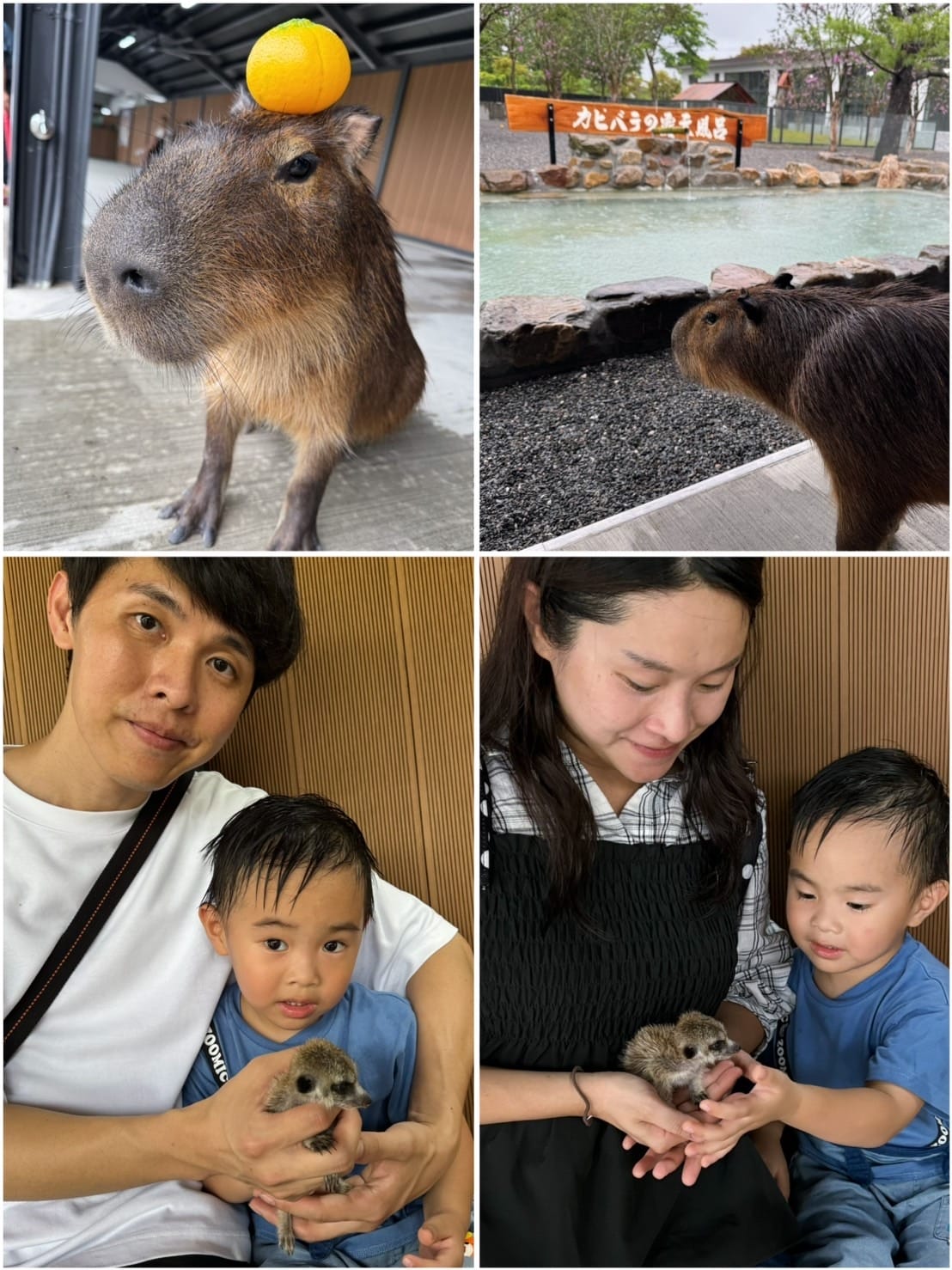 [旅] 宜蘭親子餐廳 互動農場推薦 - 樹懶餐廳 萌寵樂園.